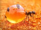 fourmis pots de miel3