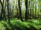 01 la forêt de Bois Pouvreau