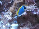 Visite de l aquarium 137