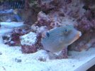 Visite de l aquarium 138