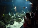 Visite de l aquarium 52