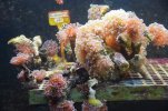 Visite de l aquarium 106