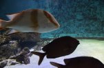 Visite de l aquarium 115