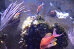 Visite de l aquarium 132