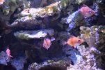 Visite de l aquarium 134