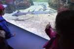 Visite de l aquarium 61