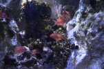 Visite de l aquarium 67
