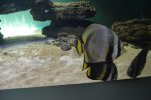 Visite de l aquarium 80
