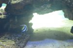 Visite de l aquarium 81