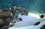 Visite de l aquarium 82