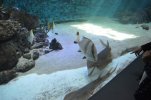 Visite de l aquarium 83