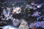 Visite de l aquarium 85