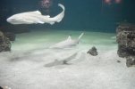Visite de l aquarium 95