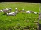 Vaches de Gascogne
