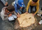 les enfants cherchent l'âge de l'arbre