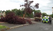 un autre arbre cassé devant l'école