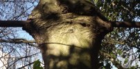 barre de fer dans l'arbre
