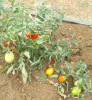 tomates jardin des CP
